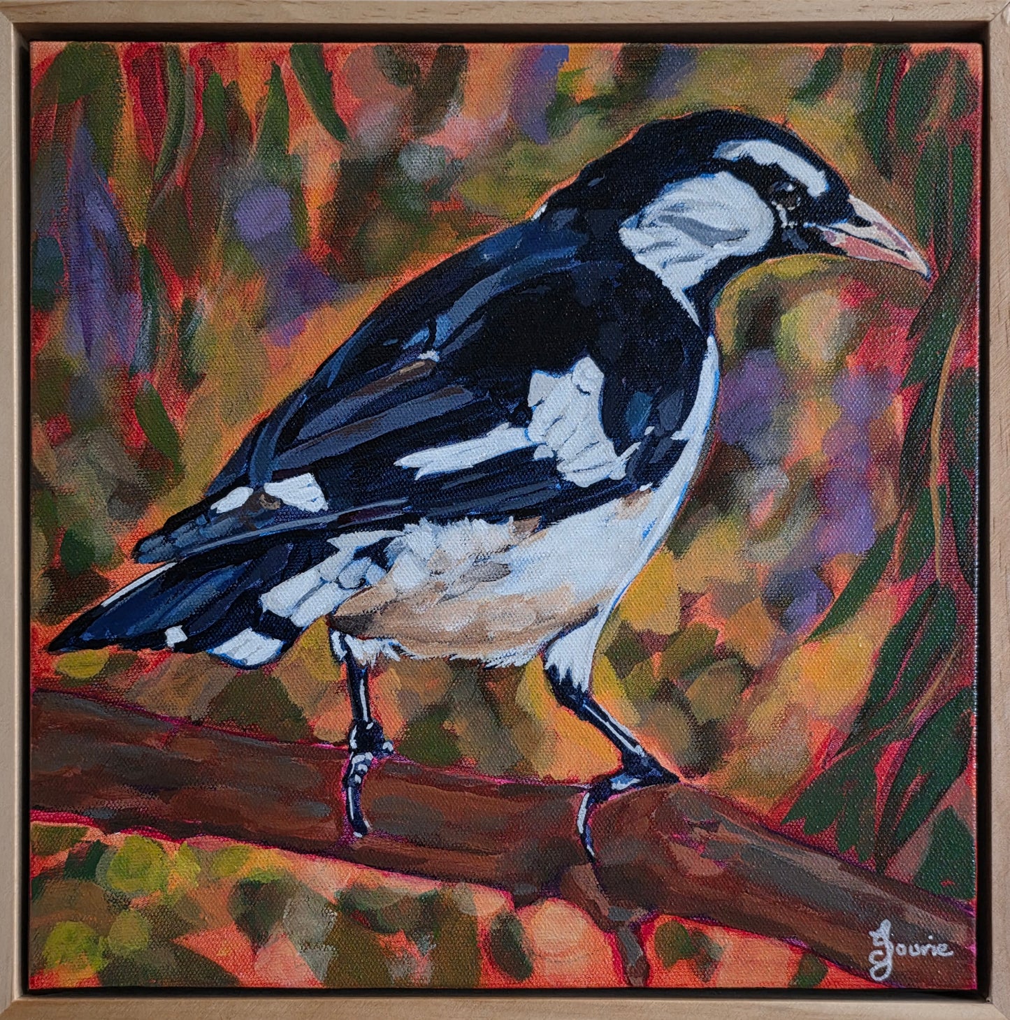 Magpie Lark (Peewee) - Bird Collection