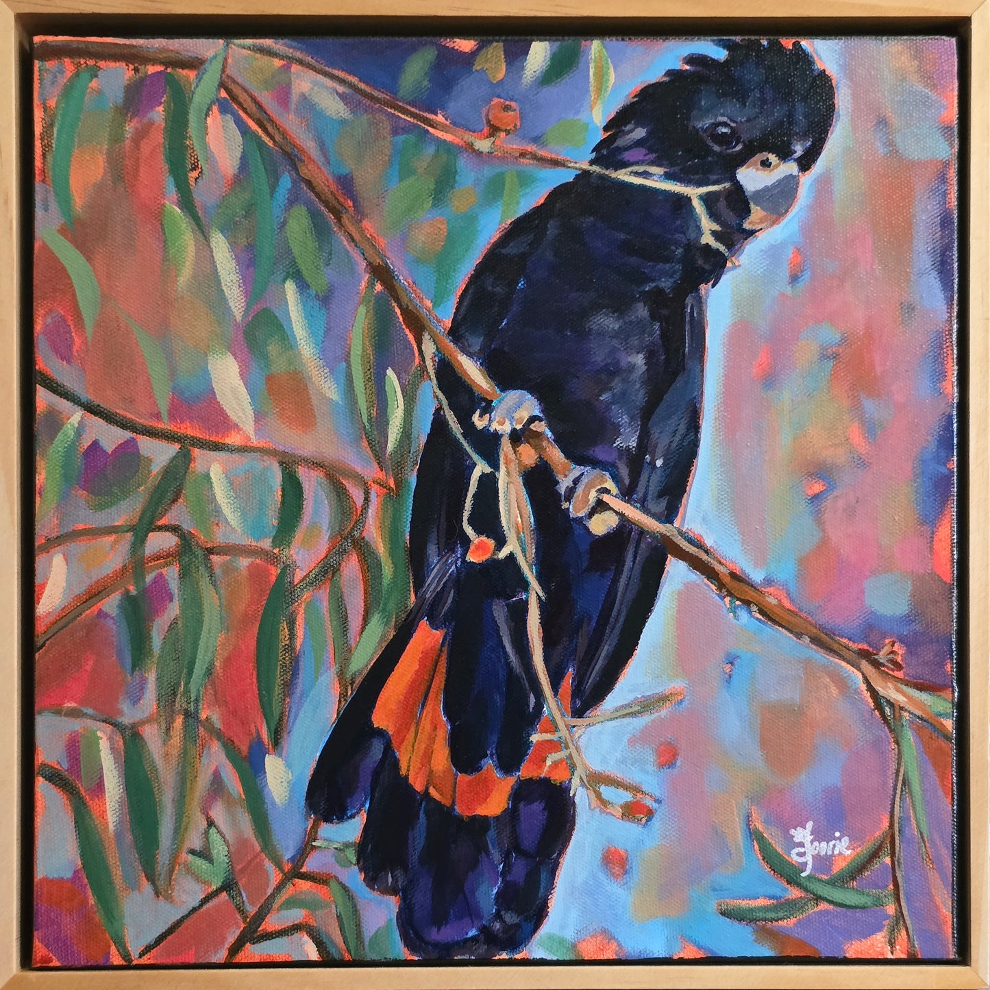 Red Tailed Black Cockatoo - Bird Collection