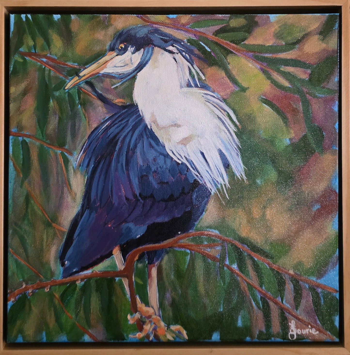 Pied Heron - Bird Collection