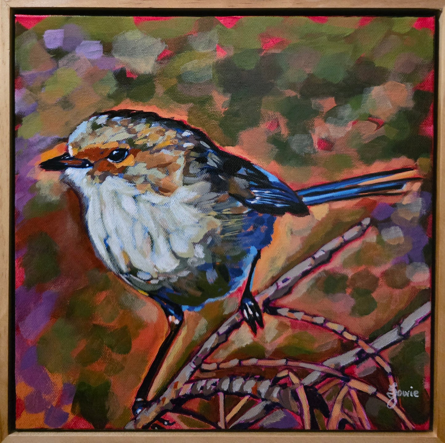 Superb Fairywren - Bird Collection