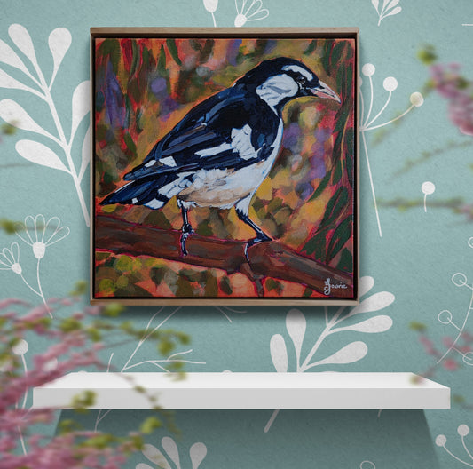 Magpie Lark (Peewee) - Bird Collection