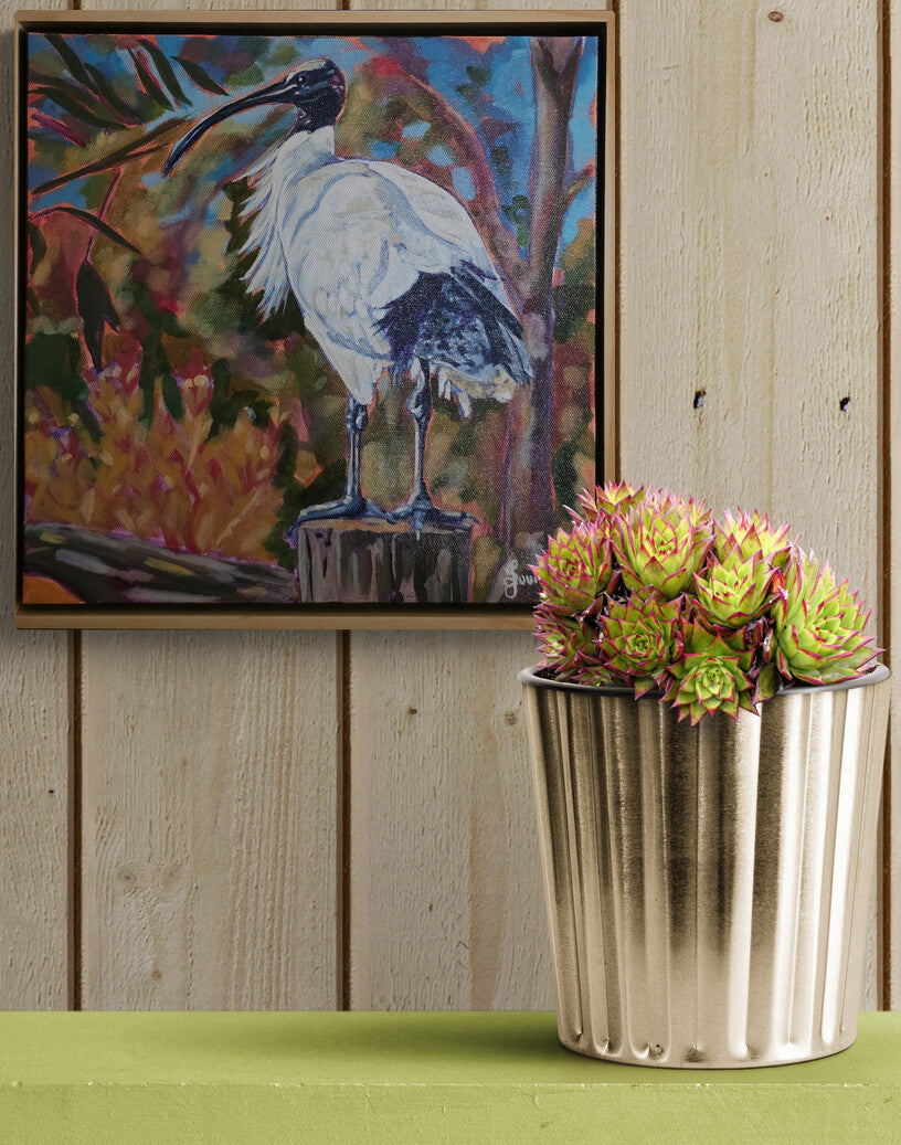 White Ibis - Bird Collection