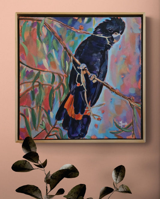 Red Tailed Black Cockatoo - Bird Collection