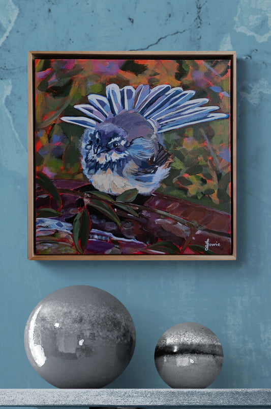 Grey Fantail - Bird Collection