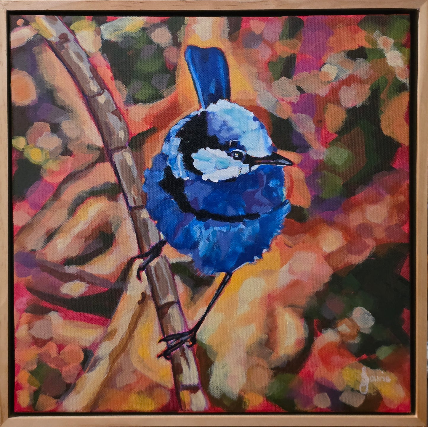 Splendid Fairywren - Bird Collection