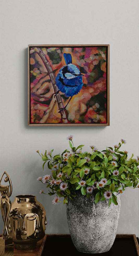 Splendid Fairywren - Bird Collection
