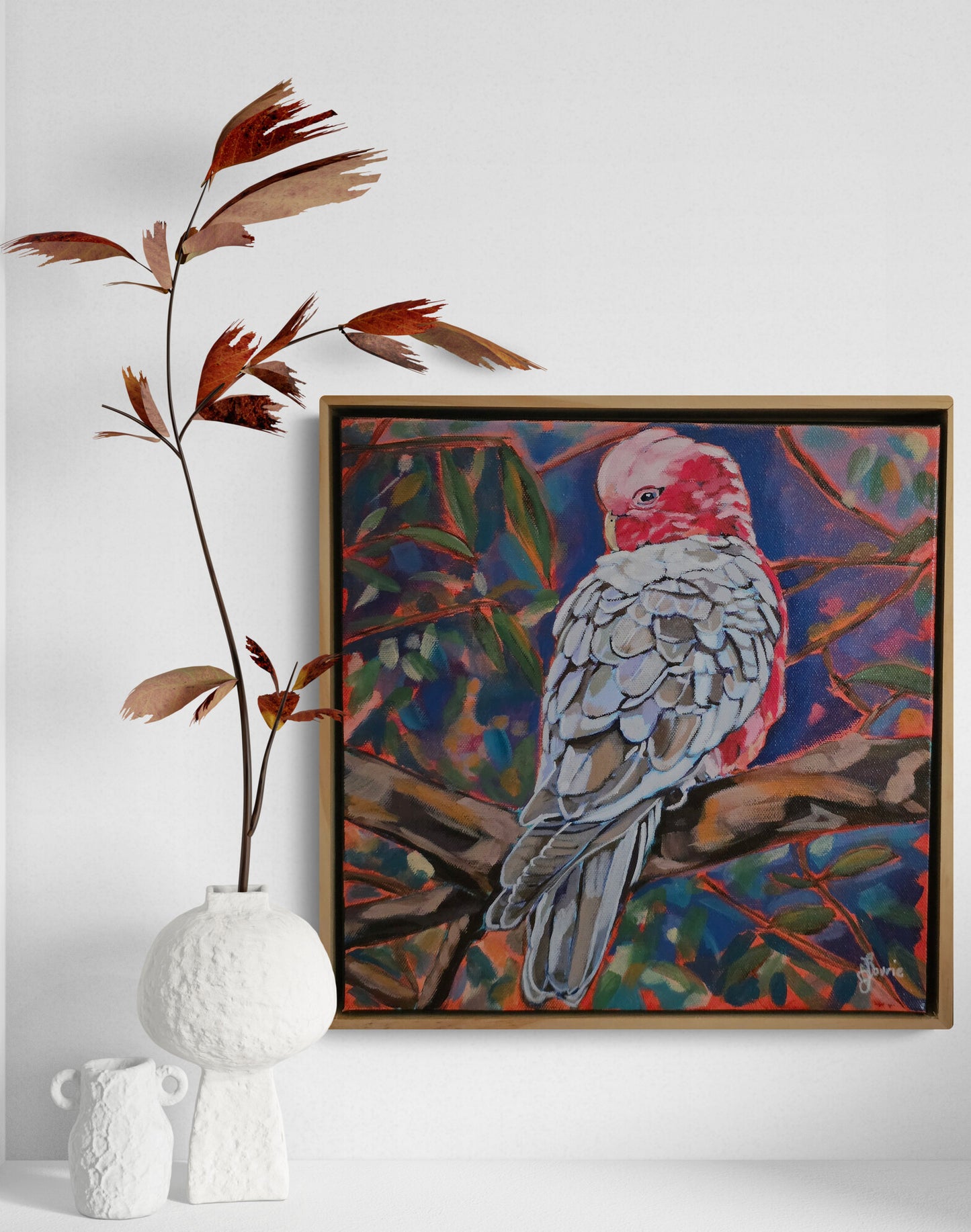 Galah - Bird Collection