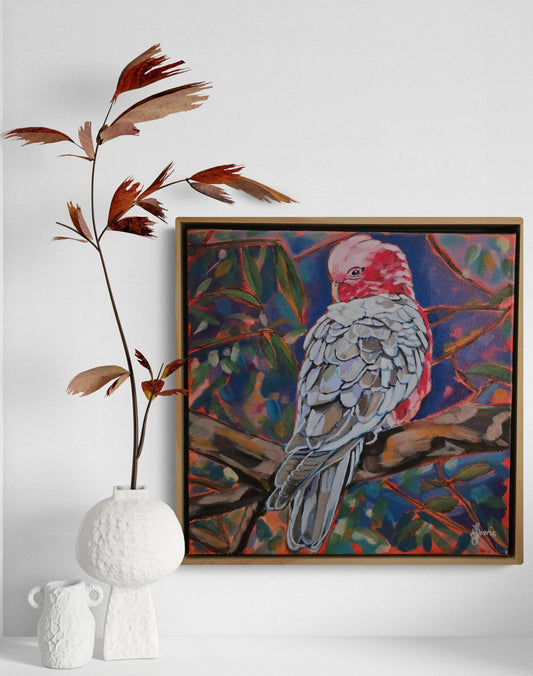 Galah - Bird Collection