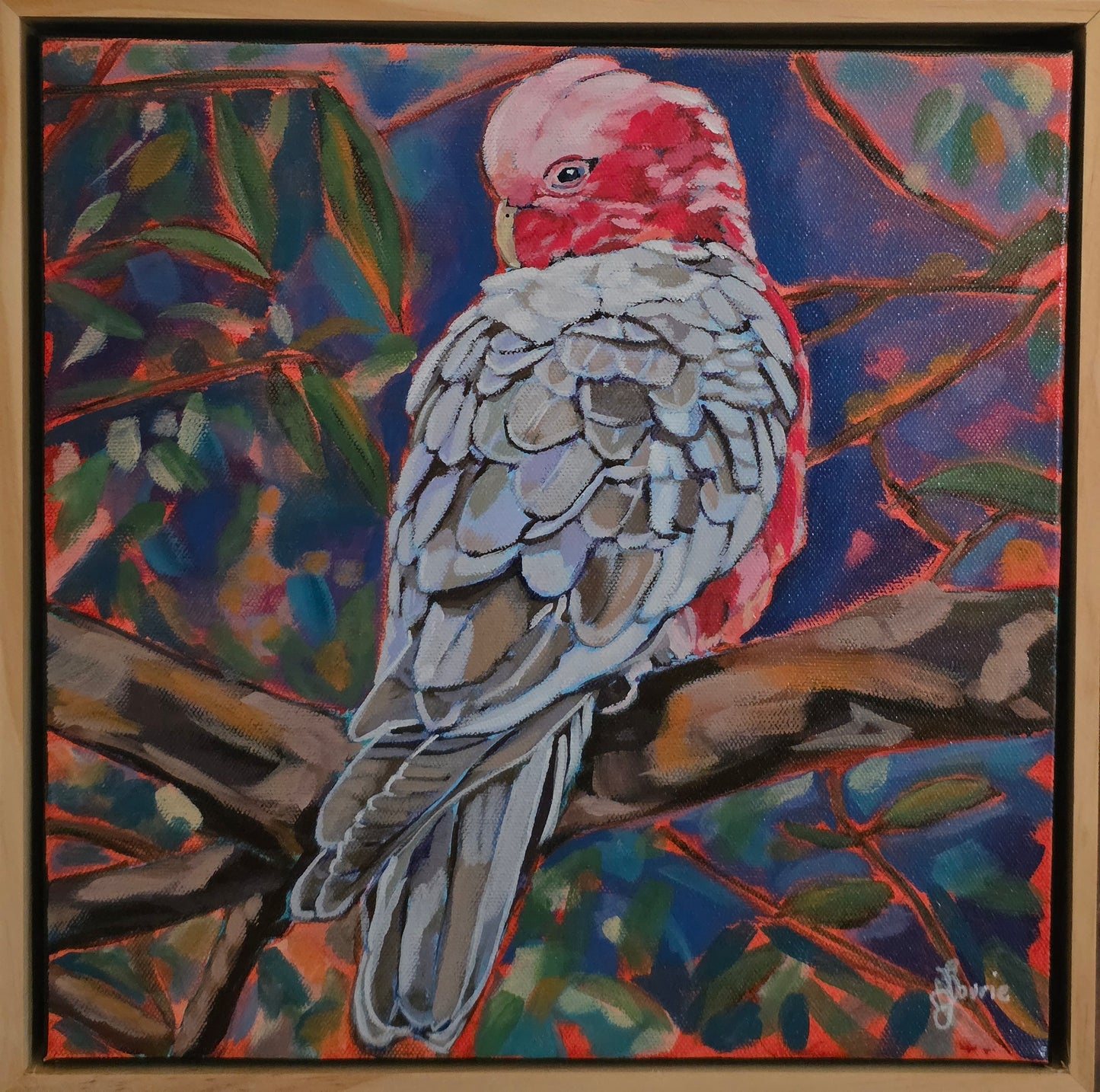 Galah - Bird Collection