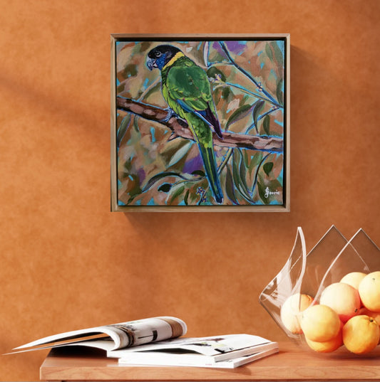 Australian Ringneck - Bird Collection