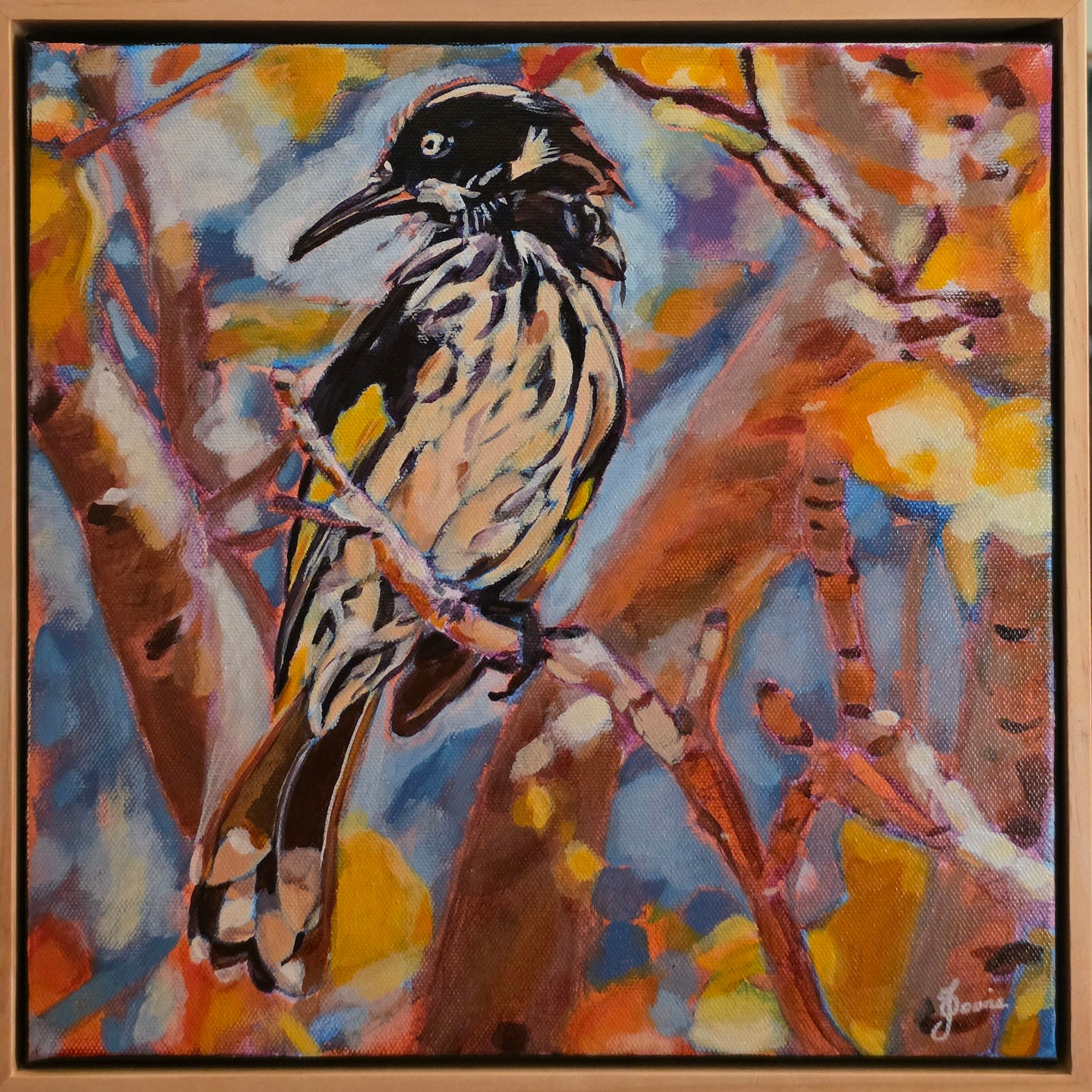 New Holland  Honeyeater - Bird Collection