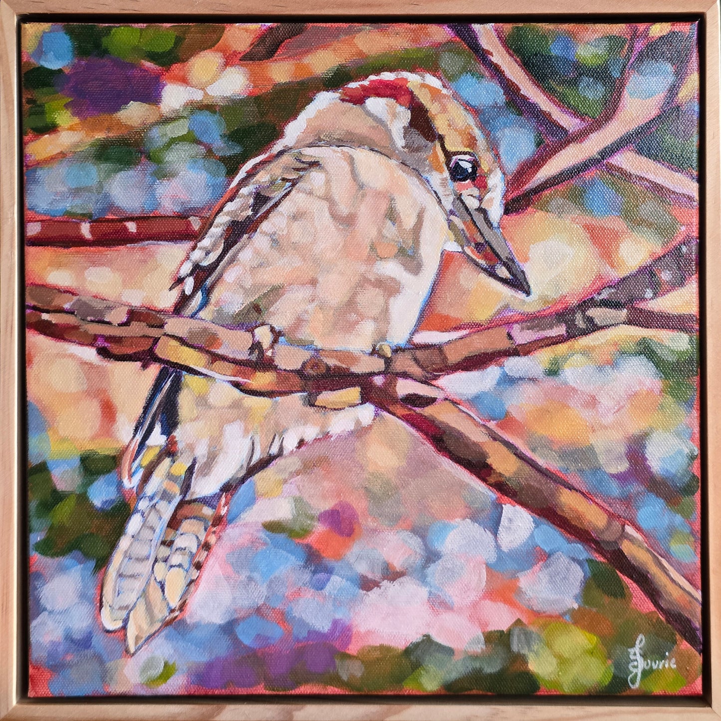 Kookaburra  - Bird Collection
