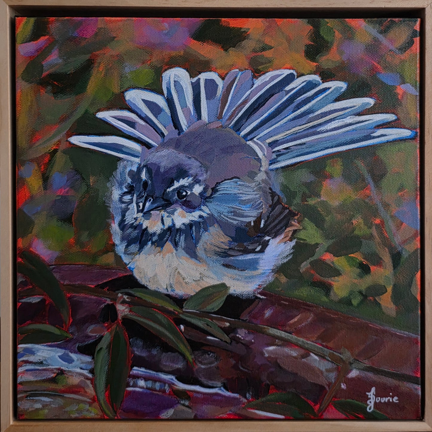 Grey Fantail - Bird Collection