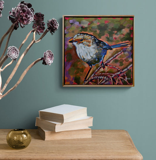 Superb Fairywren - Bird Collection