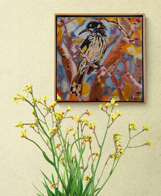 New Holland  Honeyeater - Bird Collection