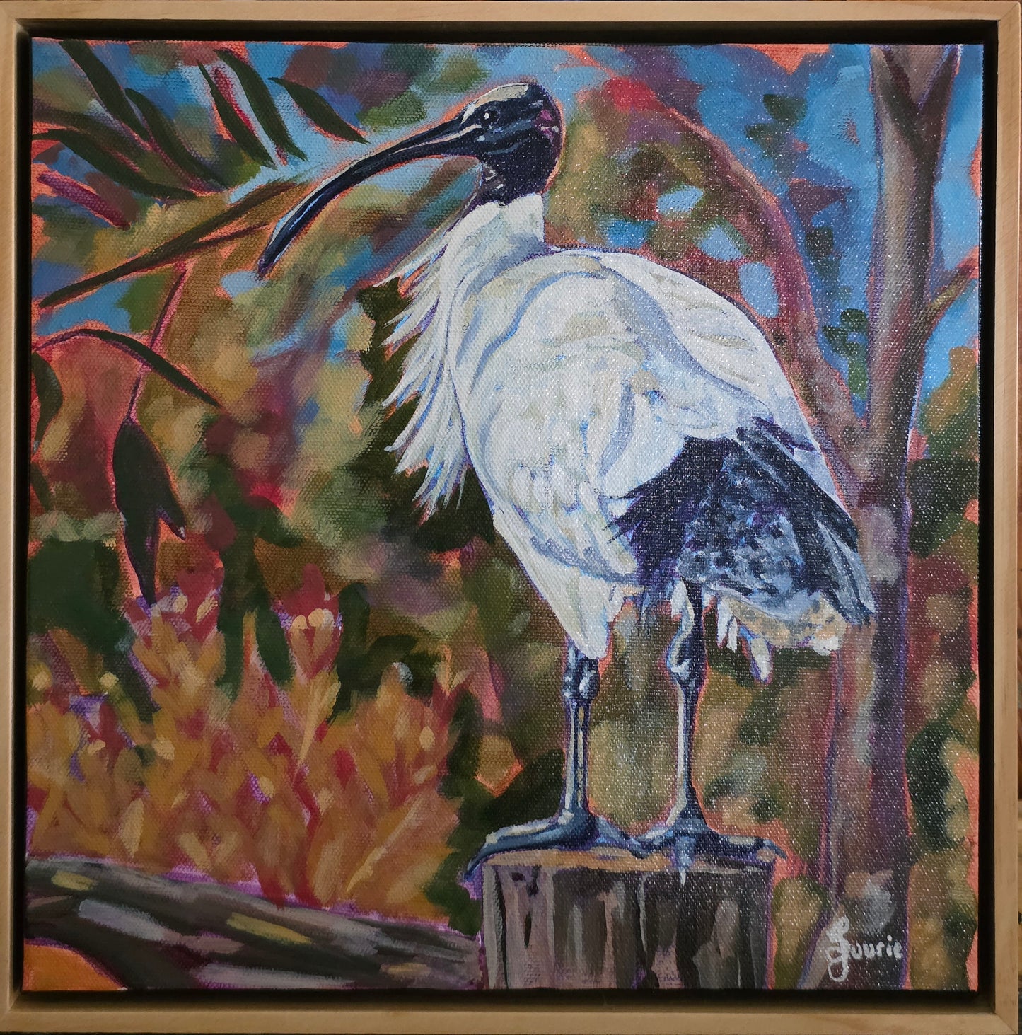 White Ibis - Bird Collection