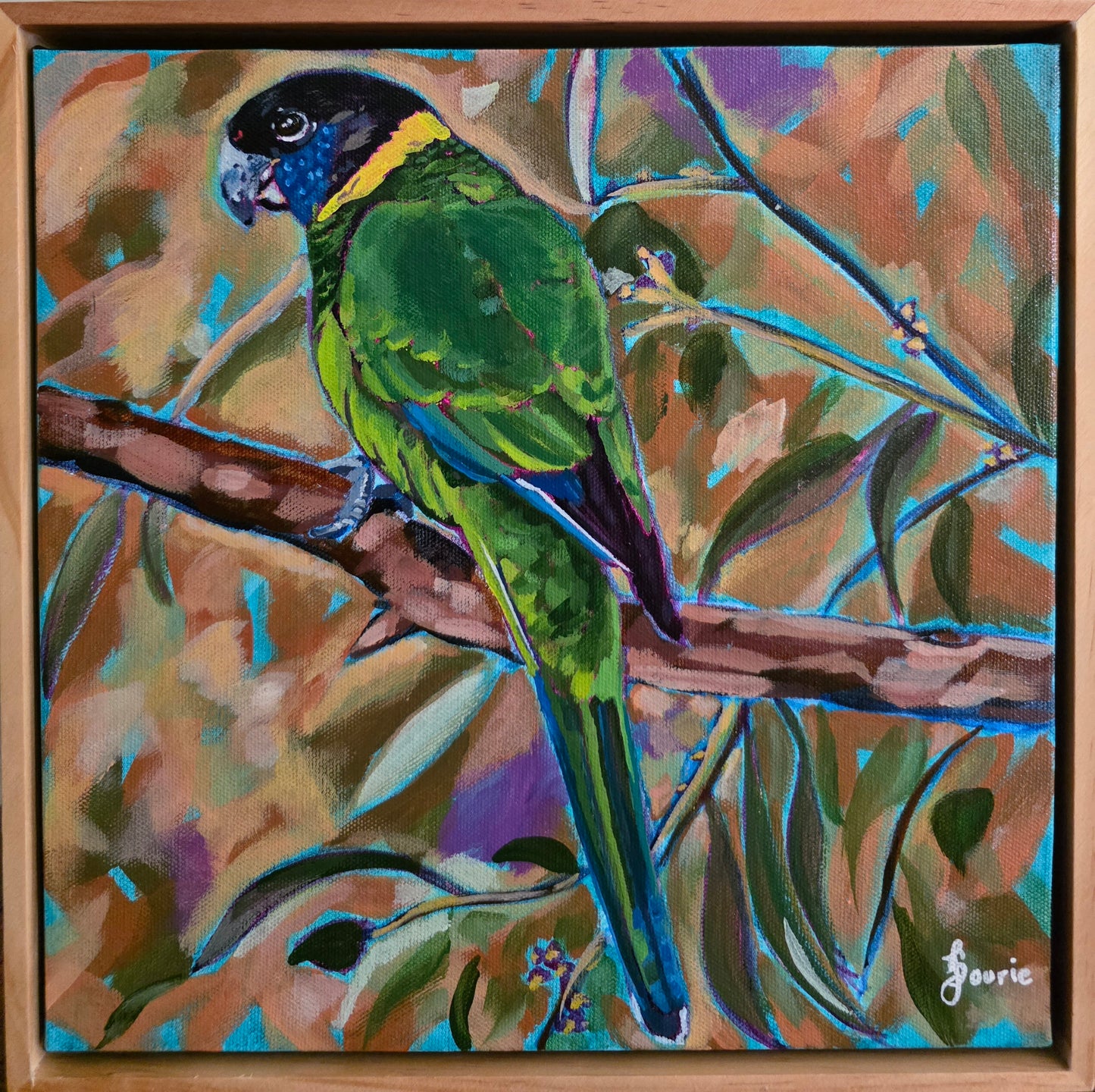 Australian Ringneck - Bird Collection